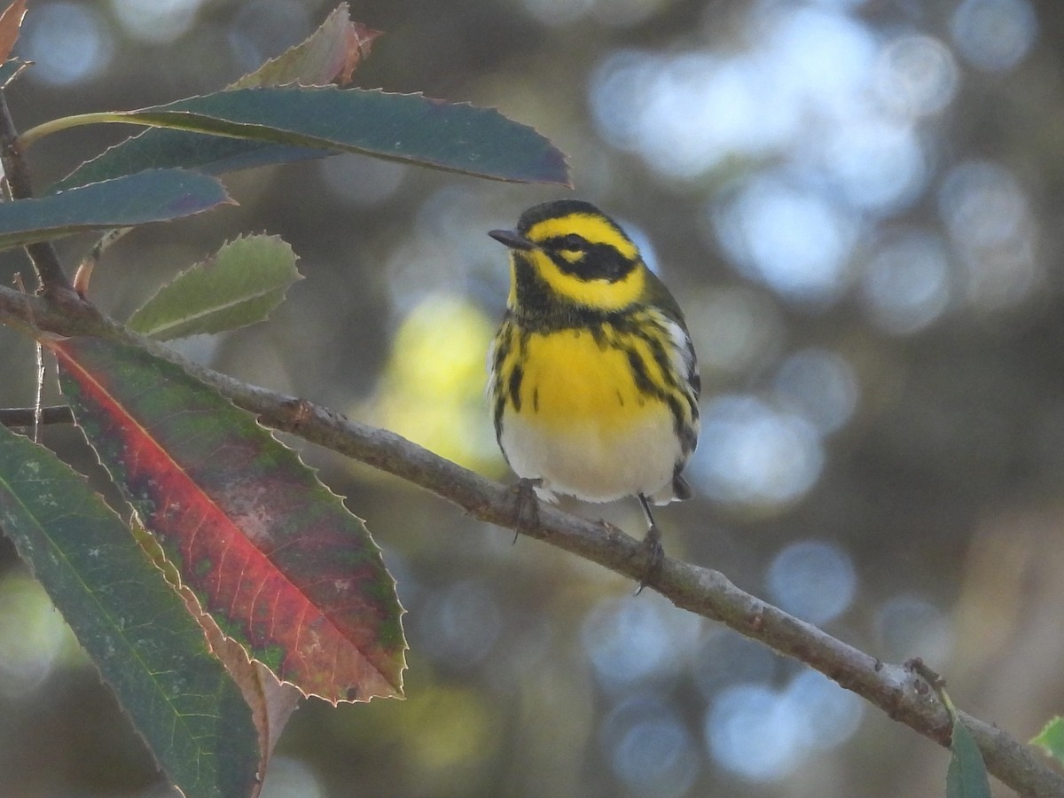 Townsend's Warbler - ML643320508