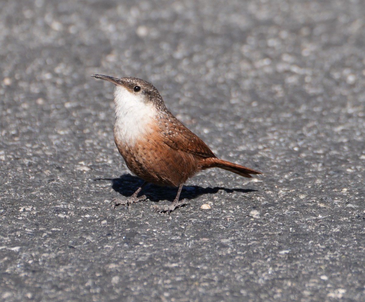 Canyon Wren - ML643320521