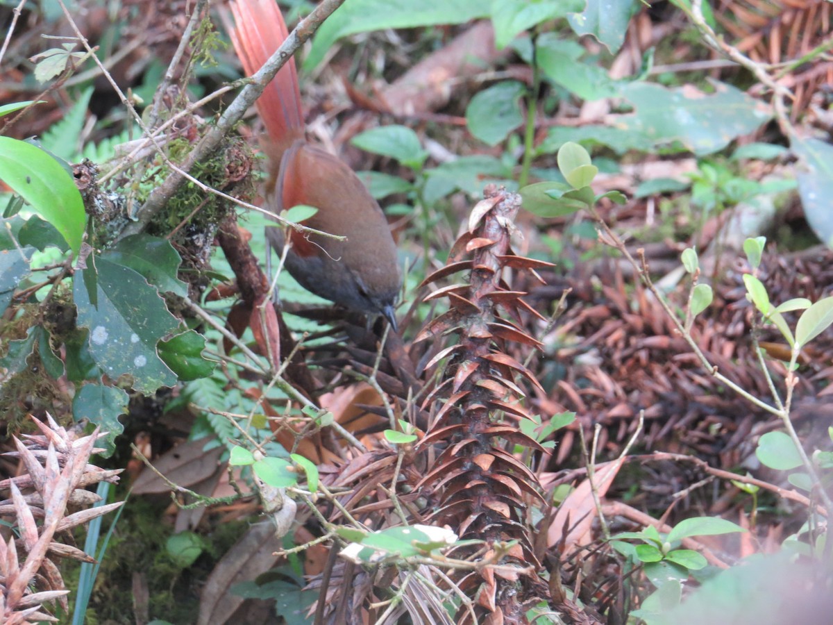 Gray-bellied Spinetail - ML643320523