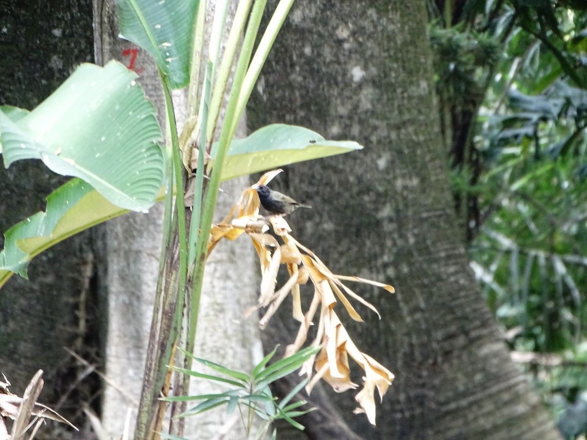 Black-faced Grassquit - ML643320533