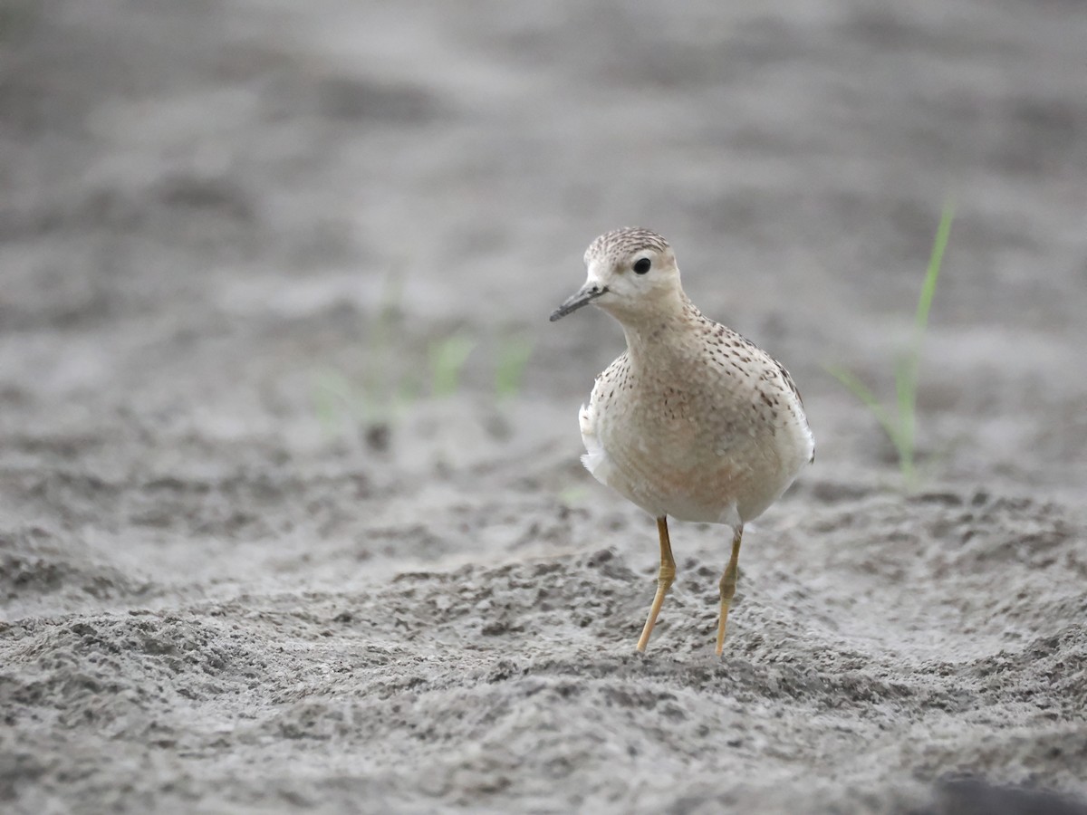 jespák plavý - ML643320537