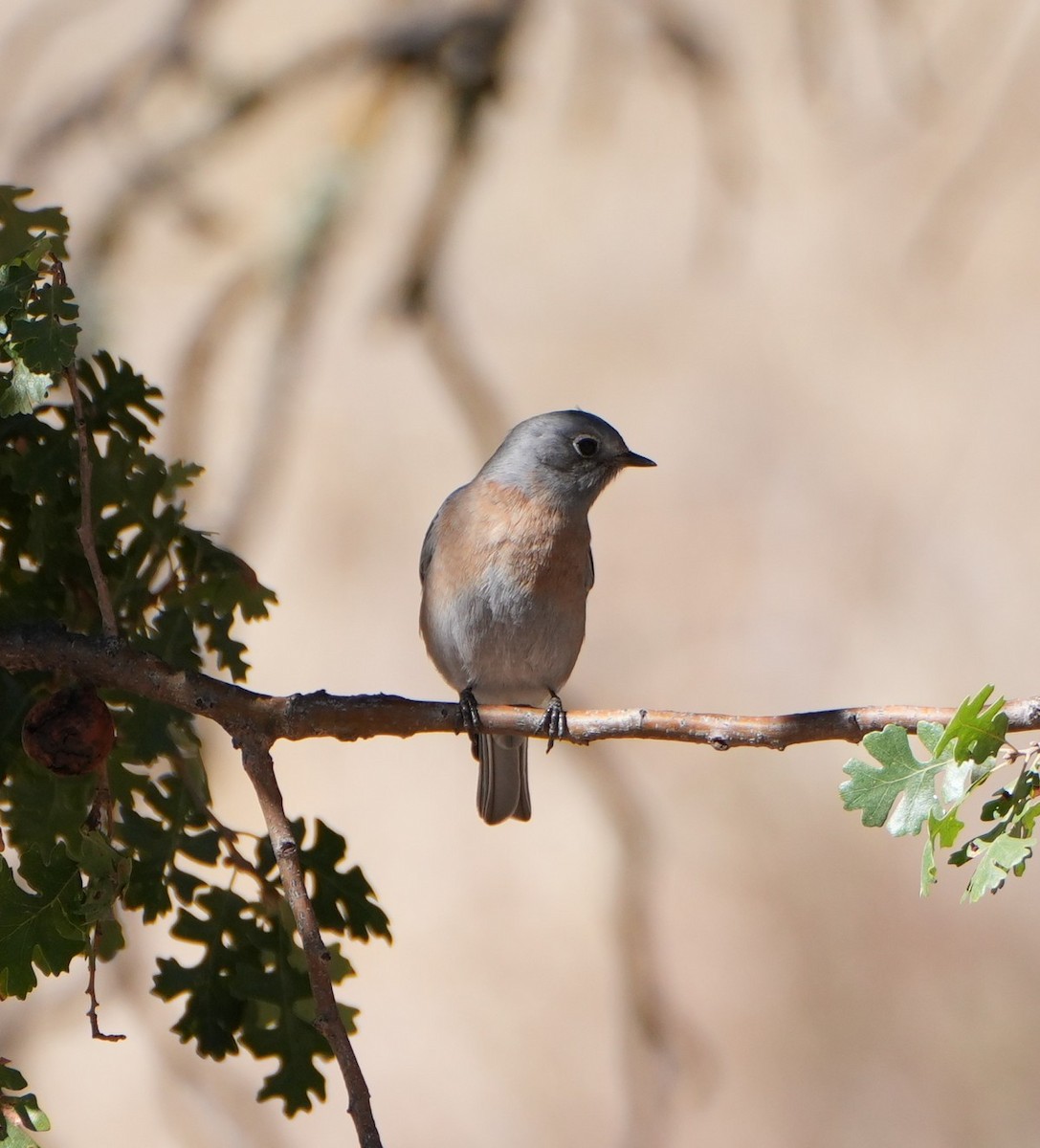 Western Bluebird - ML643320540
