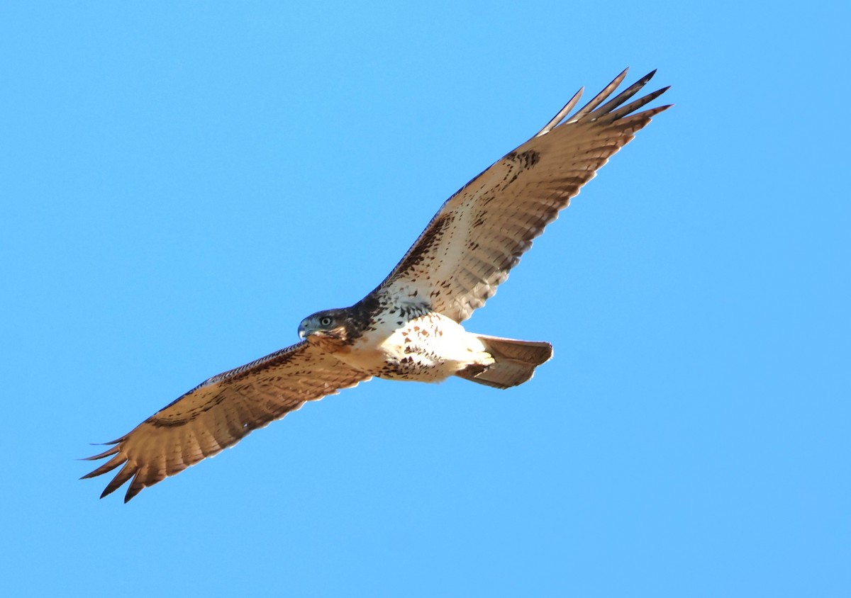 Rotschwanzbussard - ML643320546