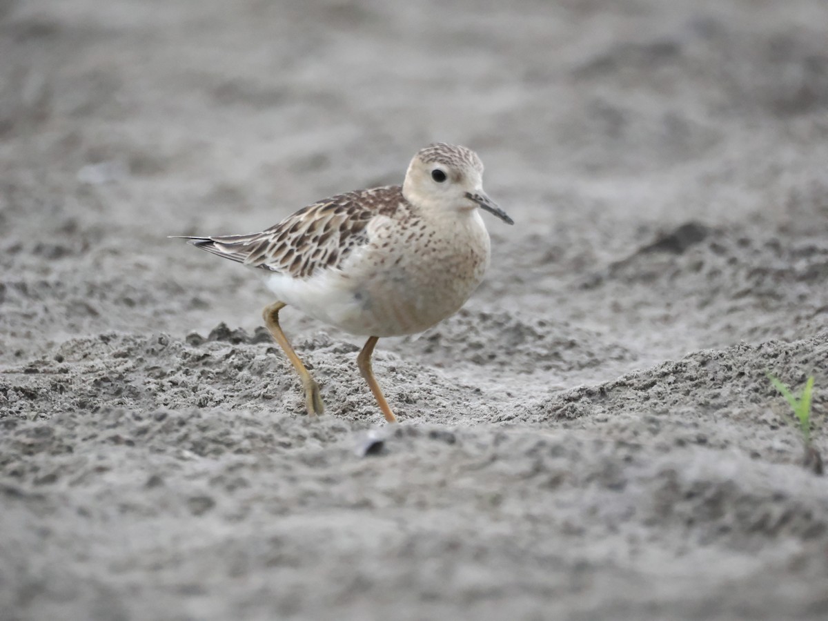 jespák plavý - ML643320561