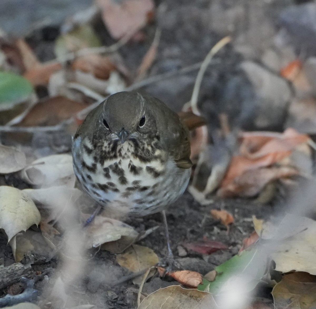 Hermit Thrush - ML643320564