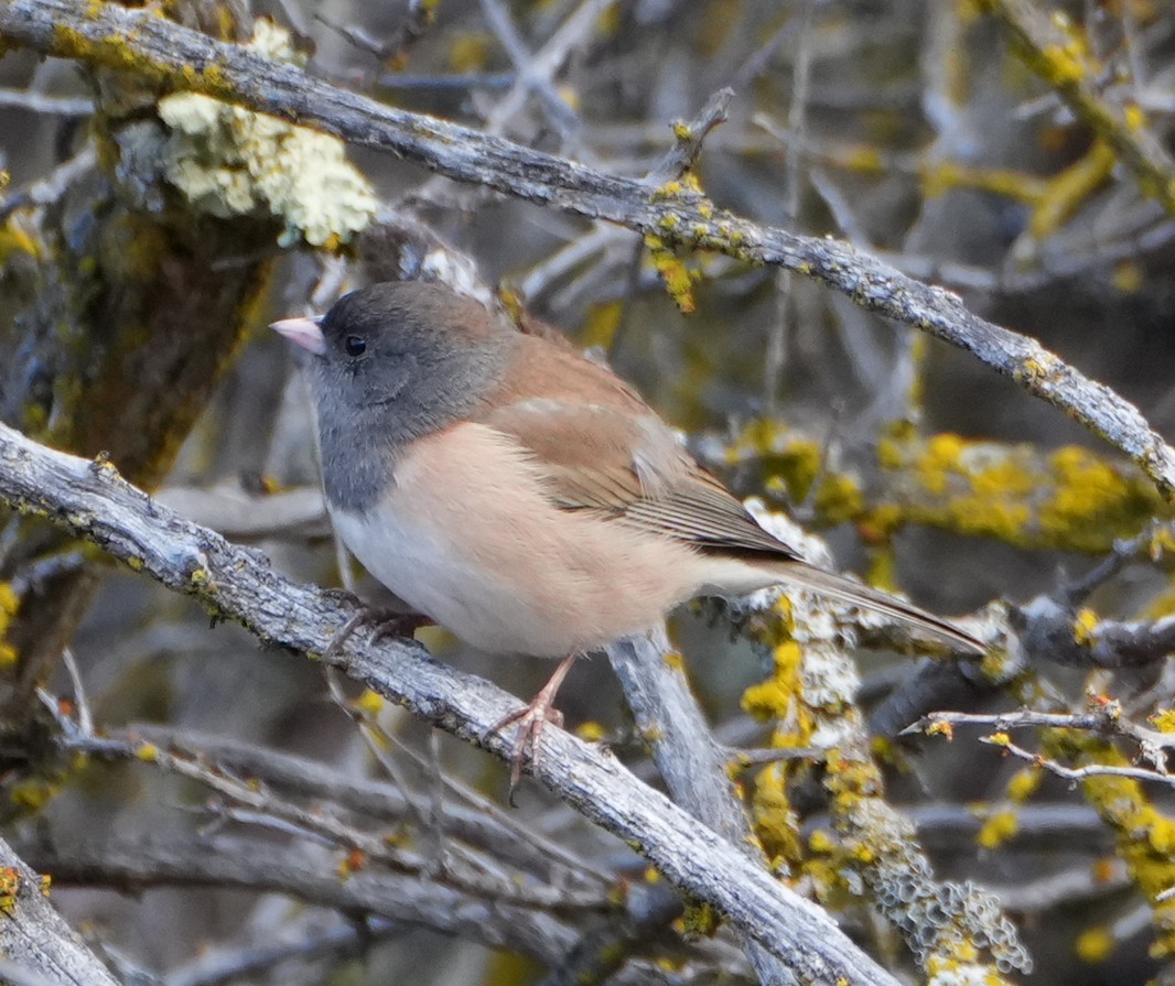 Dark-eyed Junco (Oregon) - ML643320573