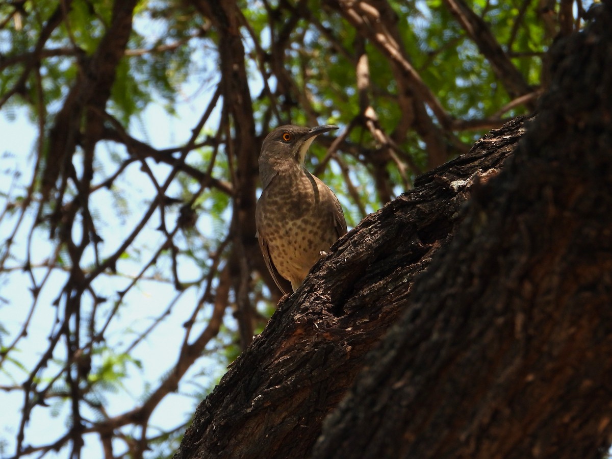 Curve-billed Thrasher - ML643320579