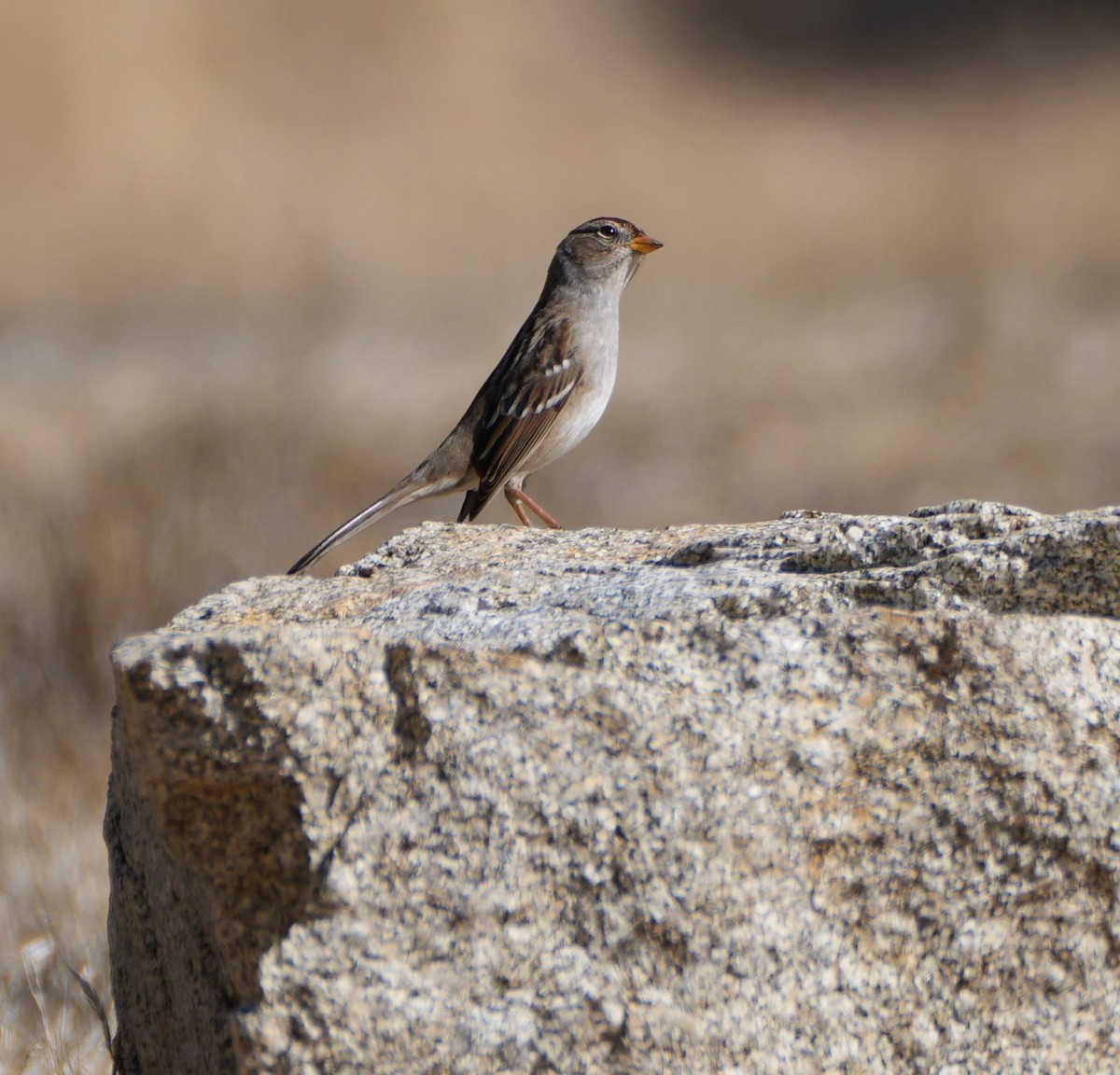 White-crowned Sparrow (pugetensis) - ML643320588