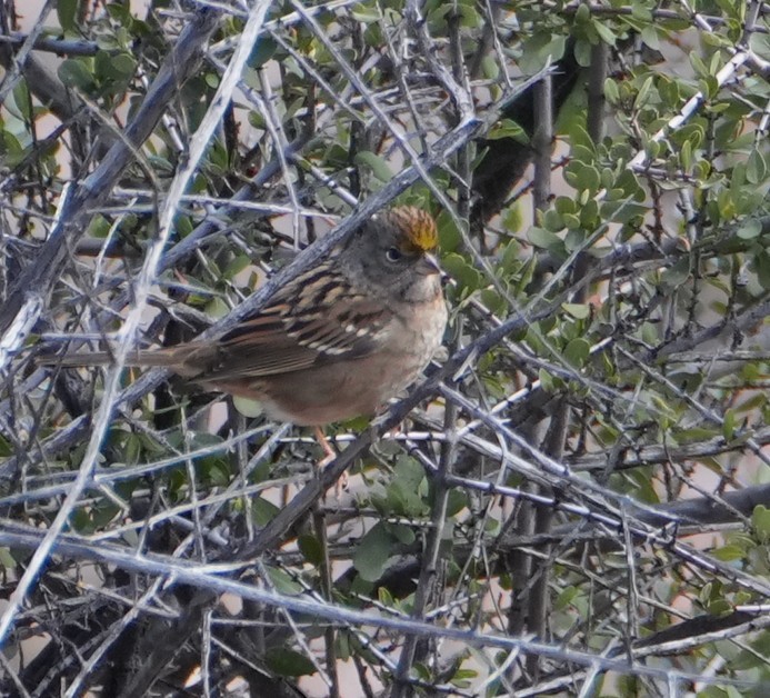Golden-crowned Sparrow - ML643320595