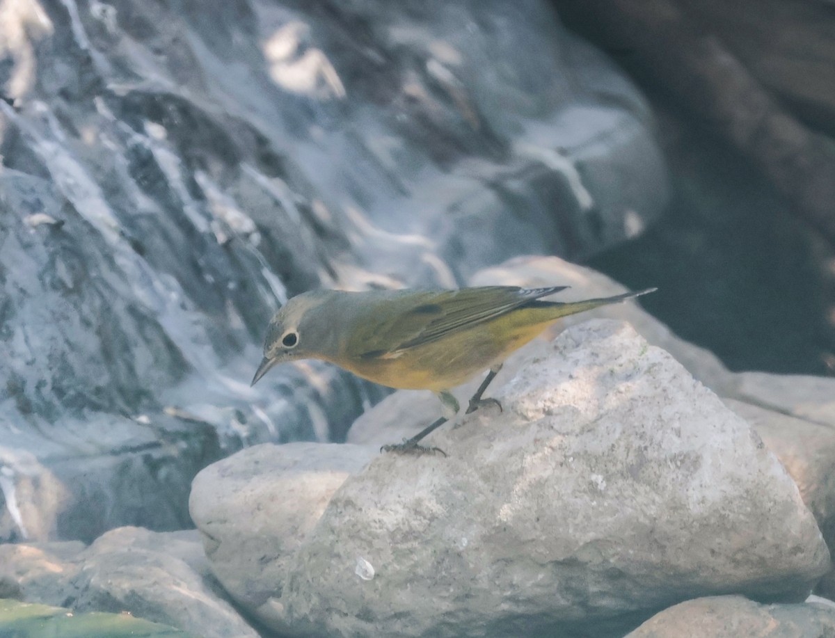 Rubinfleck-Waldsänger - ML643320612