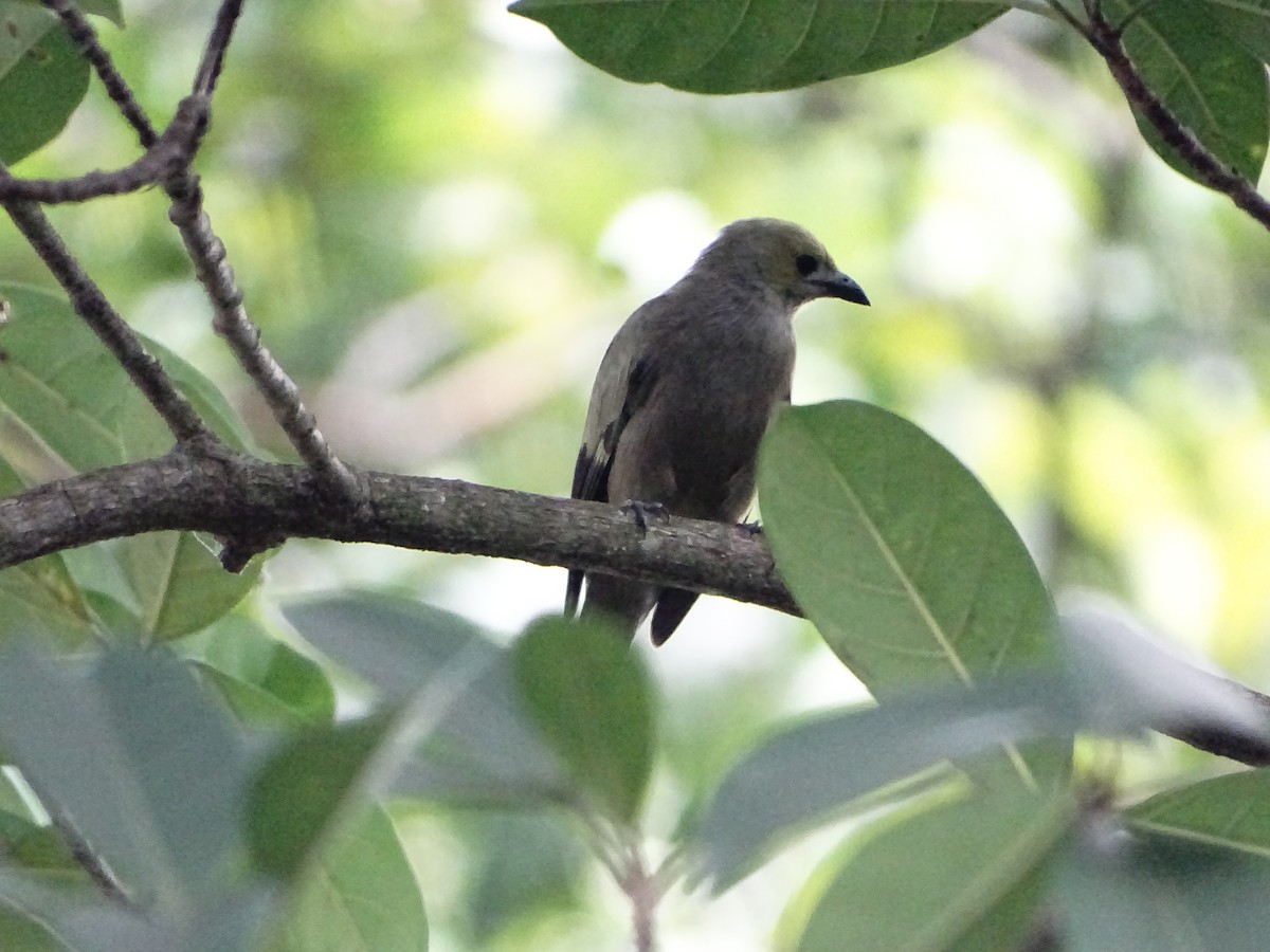 Palm Tanager - ML643320614