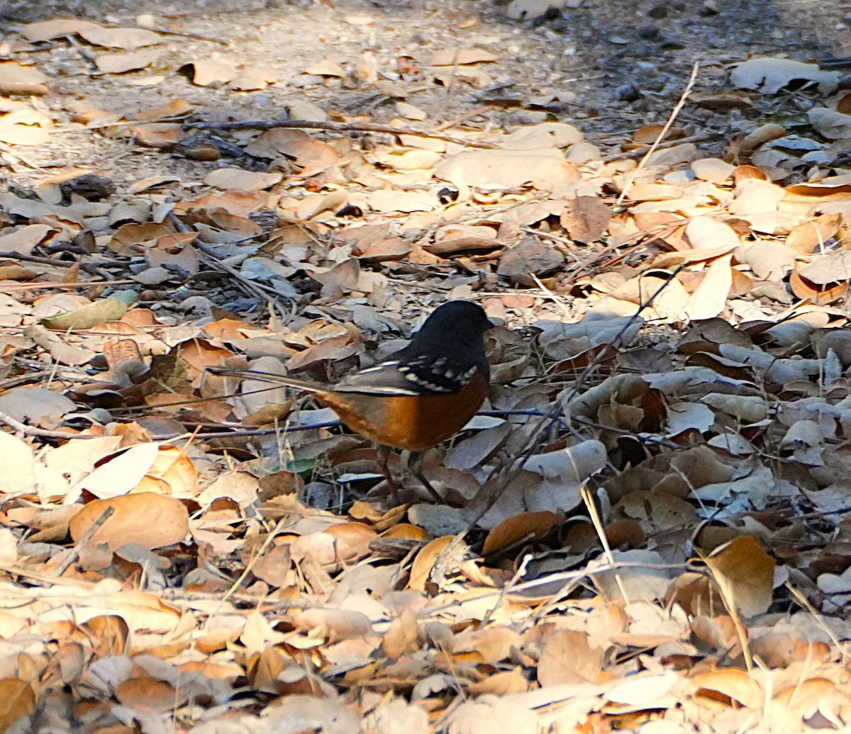 Spotted Towhee - ML643320615