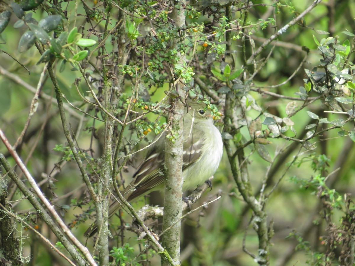Small-billed Elaenia - ML643320618