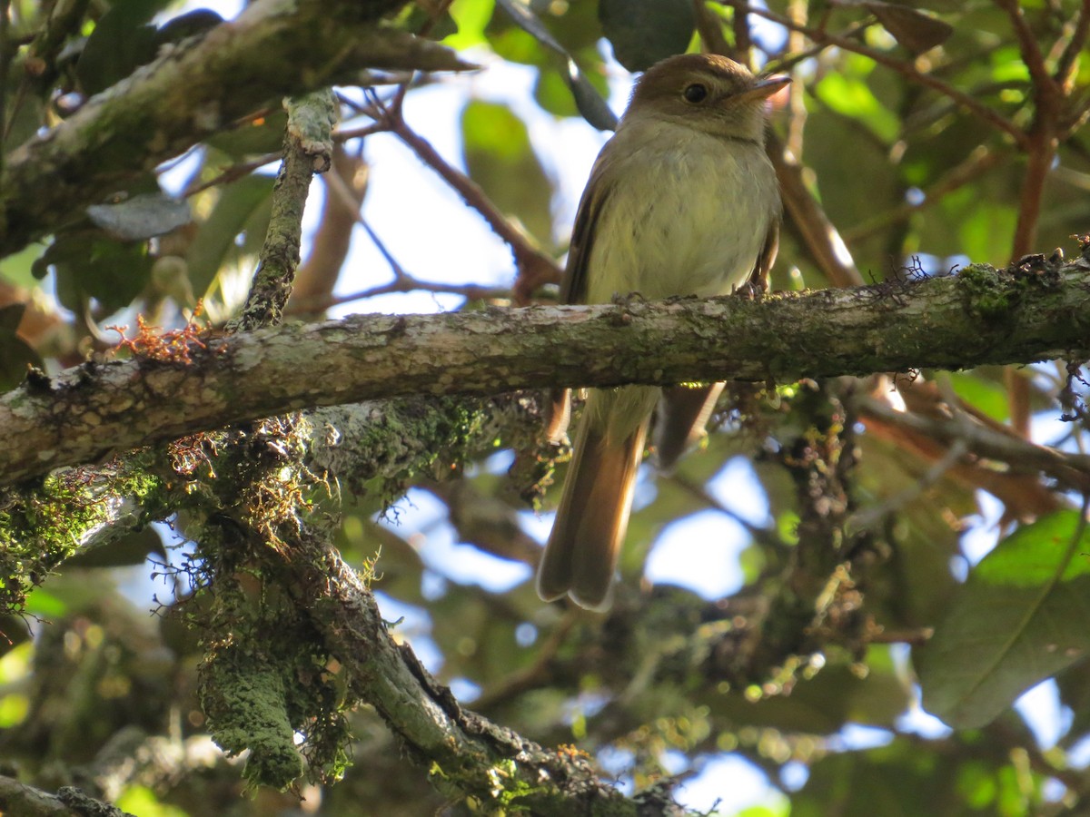 Euler's Flycatcher - ML643320632