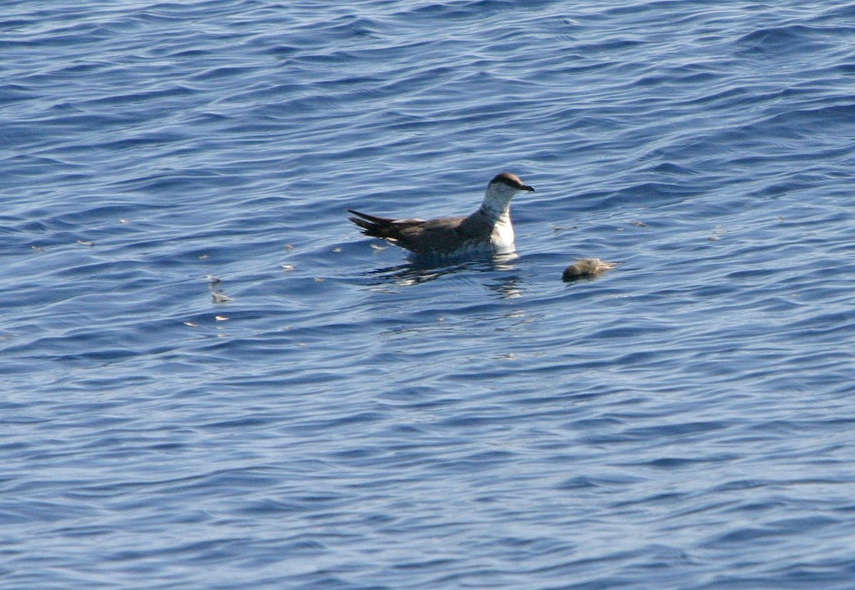 Long-tailed Jaeger - ML643320636