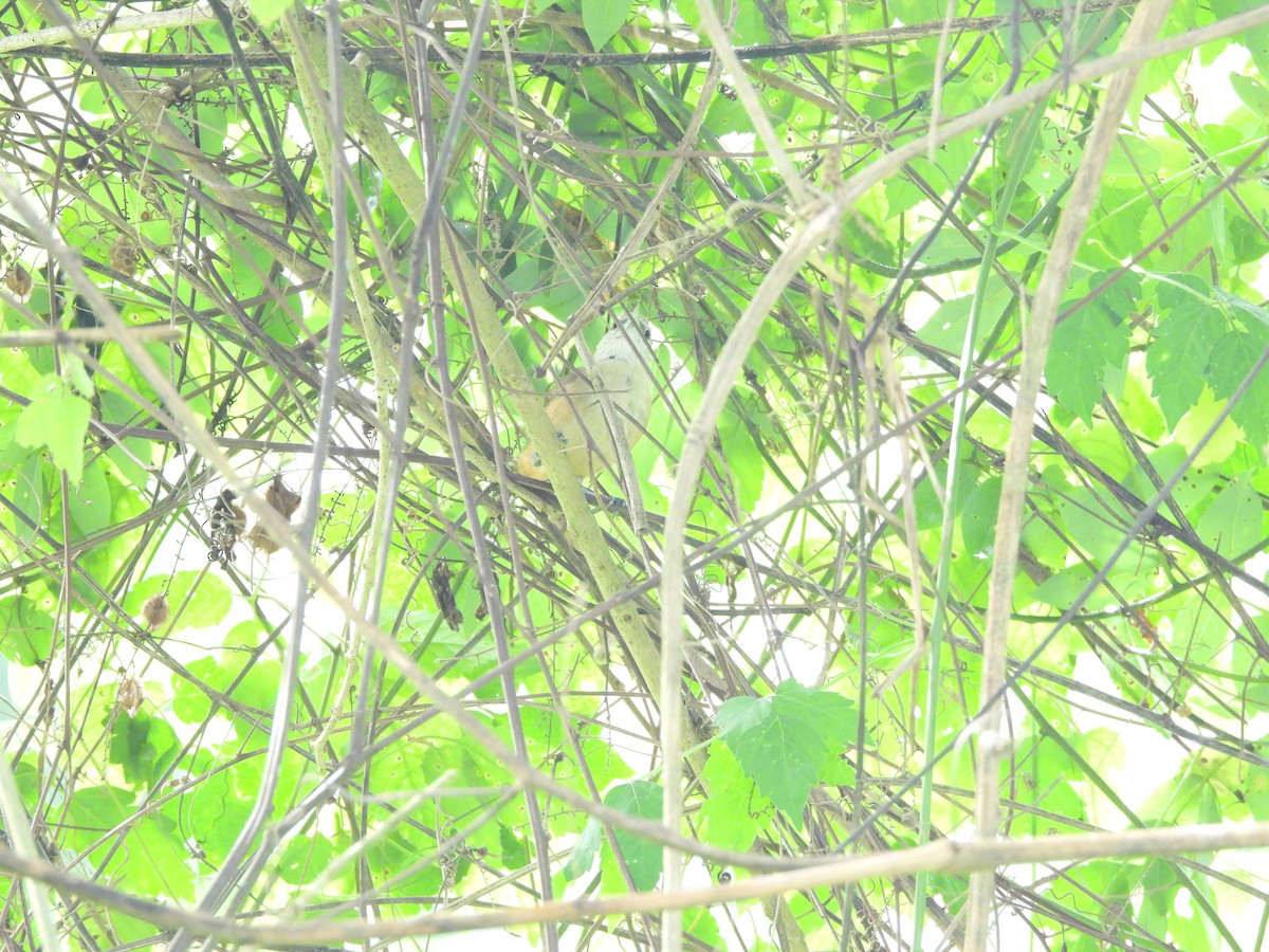 Buff-breasted Wren - ML643320637