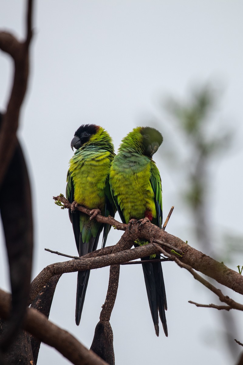 Nanday Parakeet - ML643320642