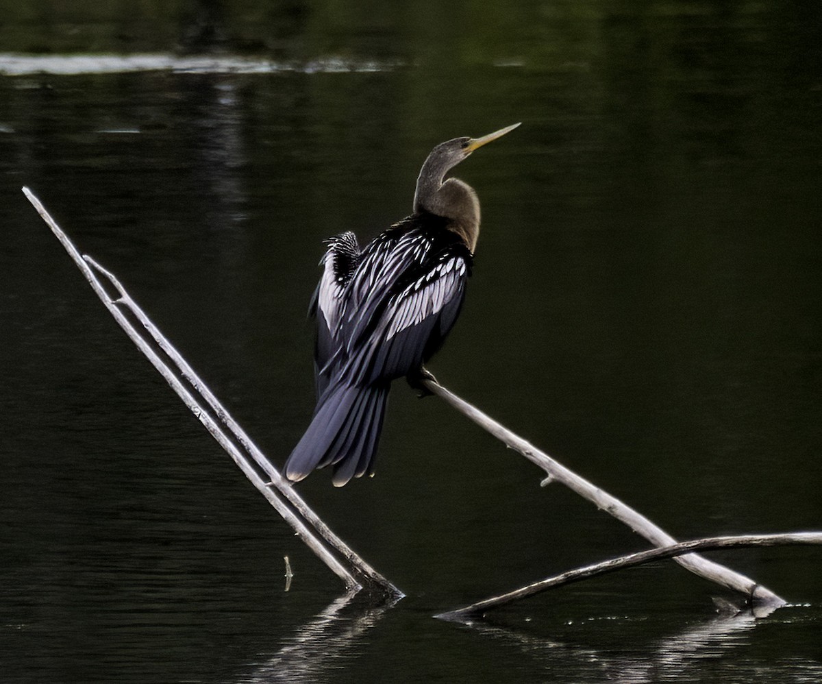Anhinga - ML643320644