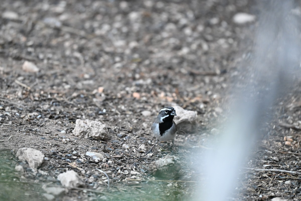Black-throated Sparrow - ML643320647