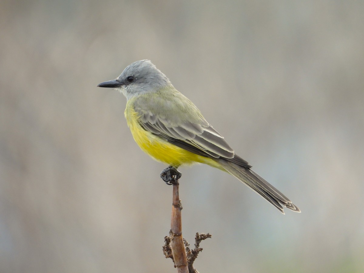 Tropical Kingbird - ML643320653