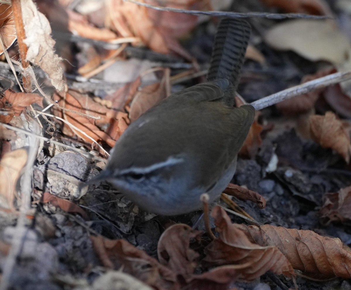 Bewick's Wren - ML643320662