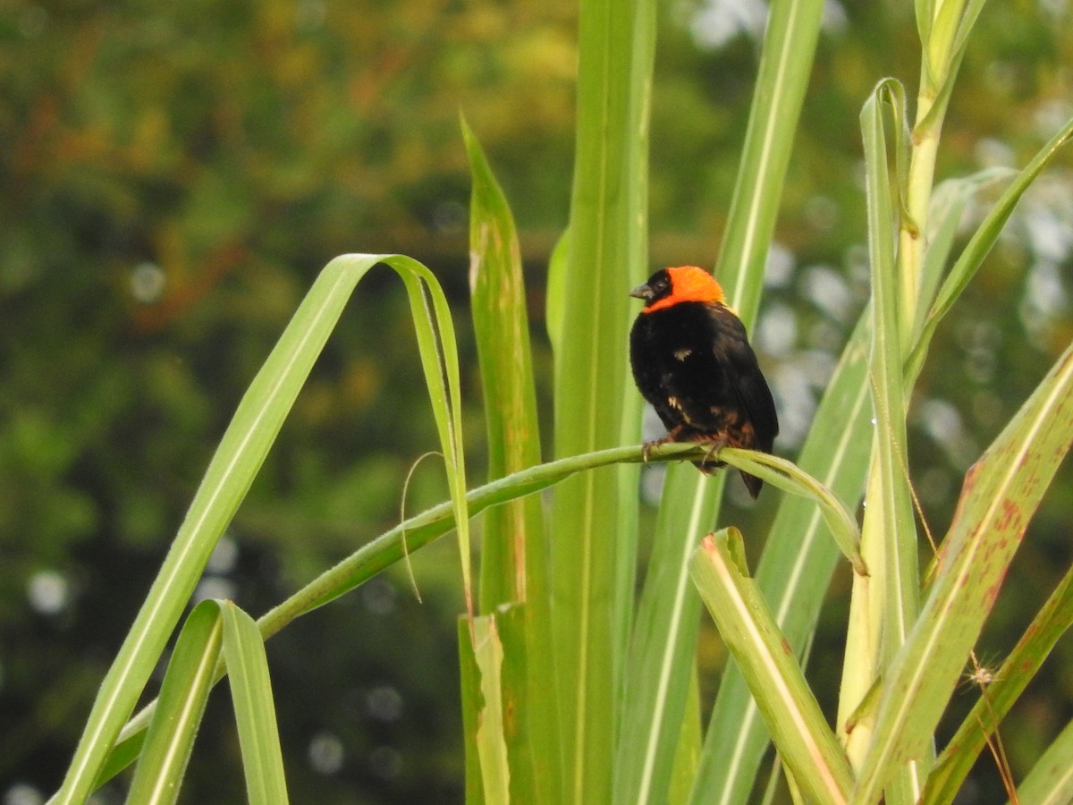 Black Bishop - ML643320663