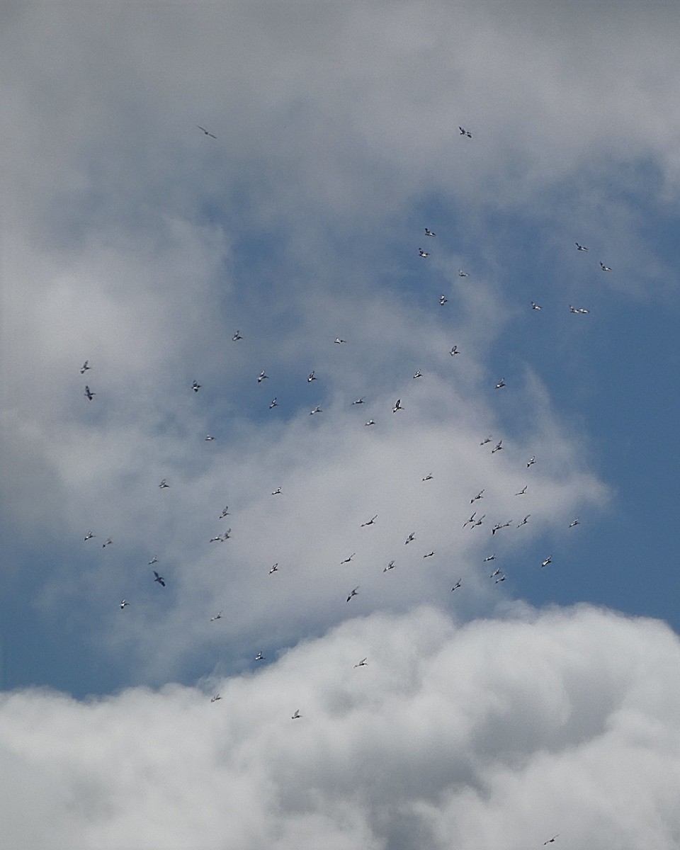 American White Pelican - ML643320675