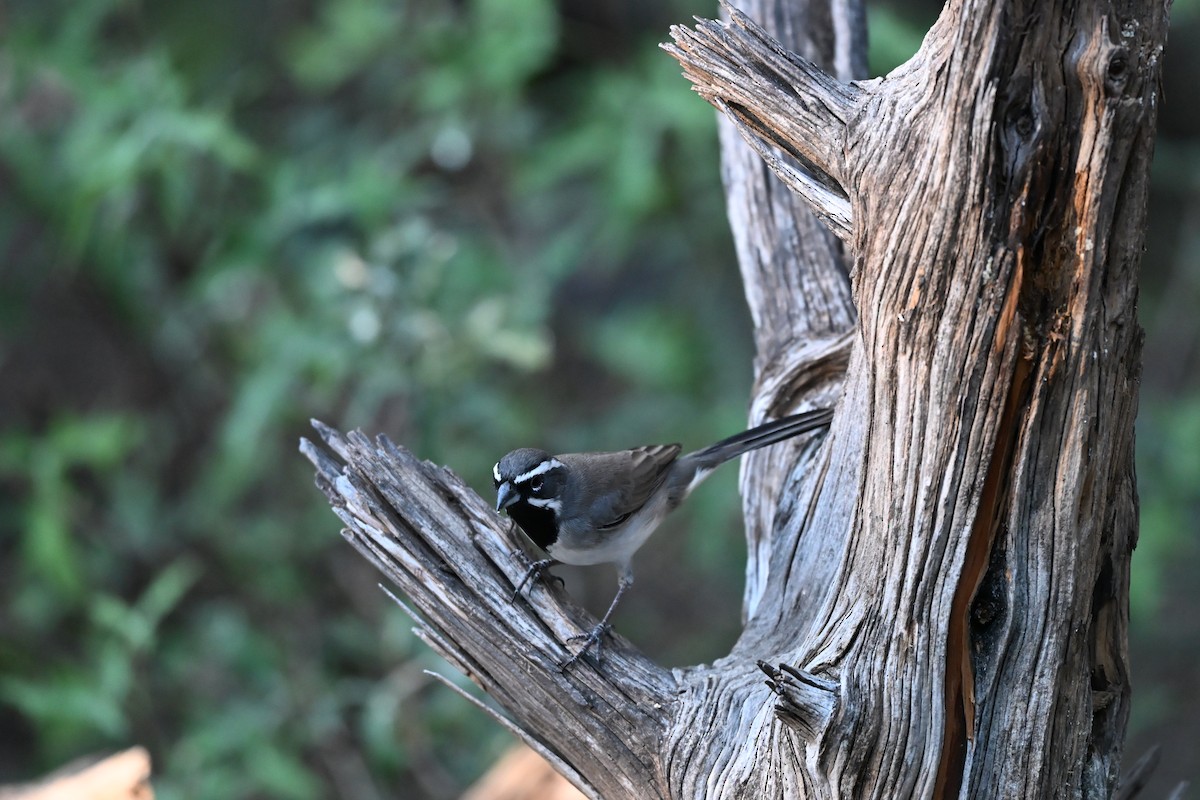 Black-throated Sparrow - ML643320679