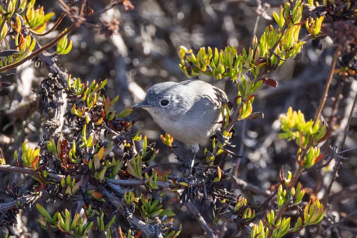 California Gnatcatcher - ML643320694