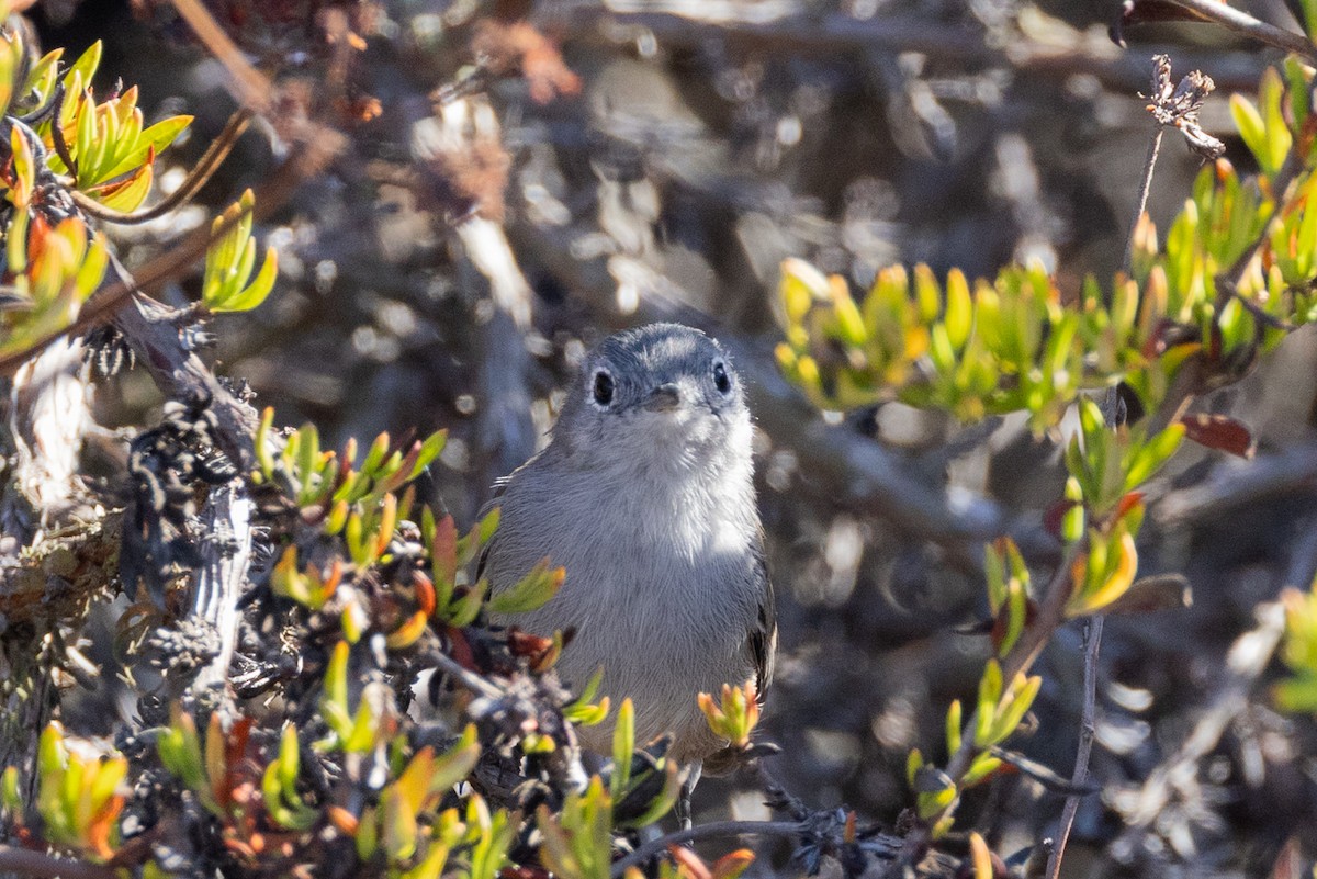 California Gnatcatcher - ML643320695