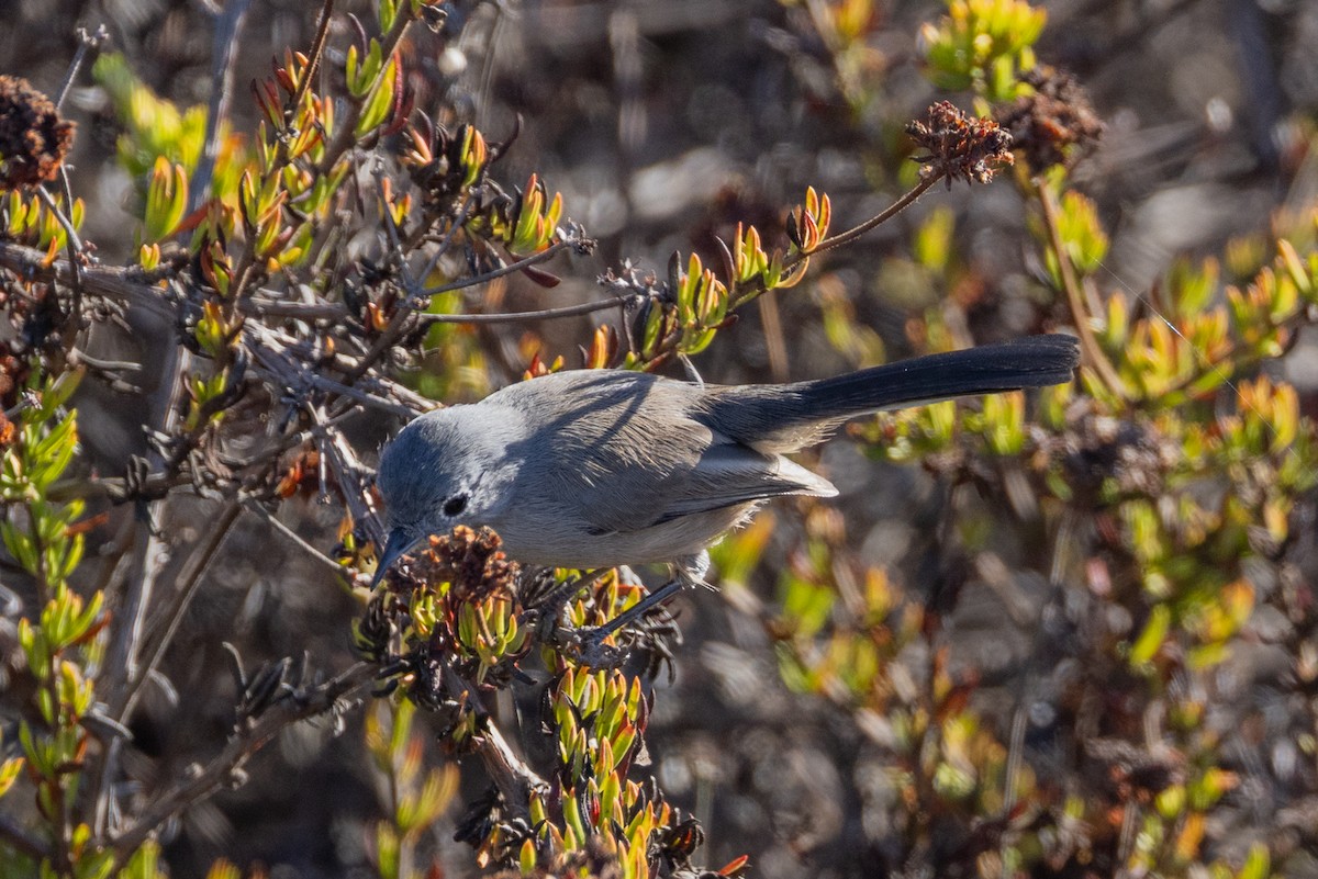 California Gnatcatcher - ML643320696