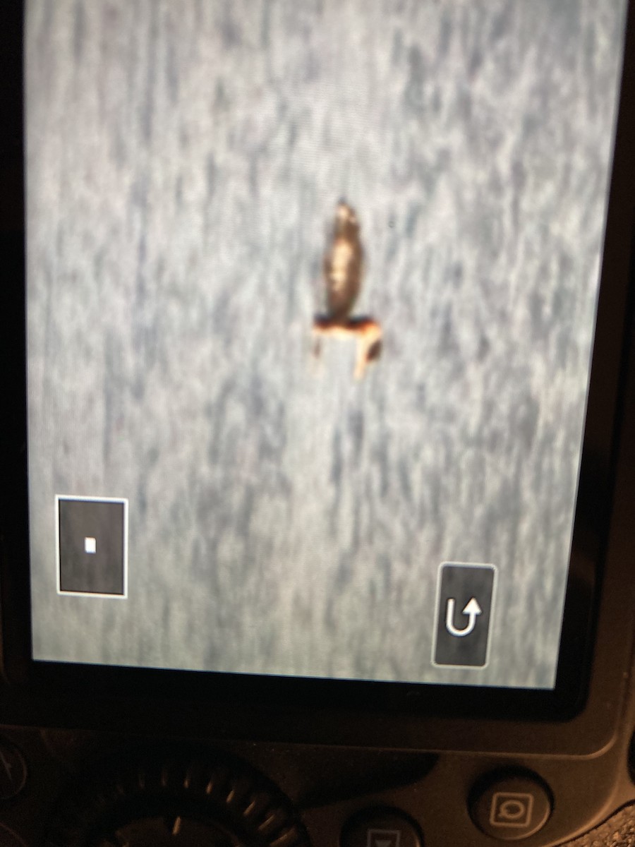 Red-necked Grebe - ML643320703