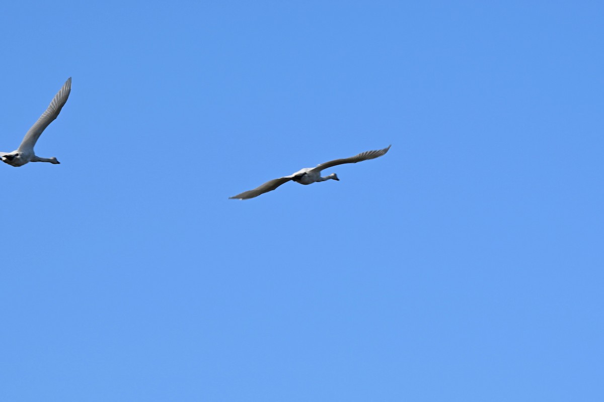 Trumpeter Swan - ML643320704