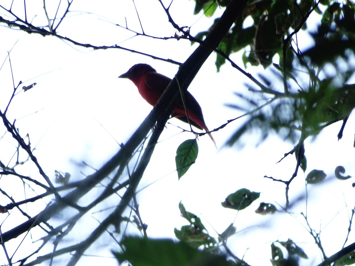 Summer Tanager - ML643320708