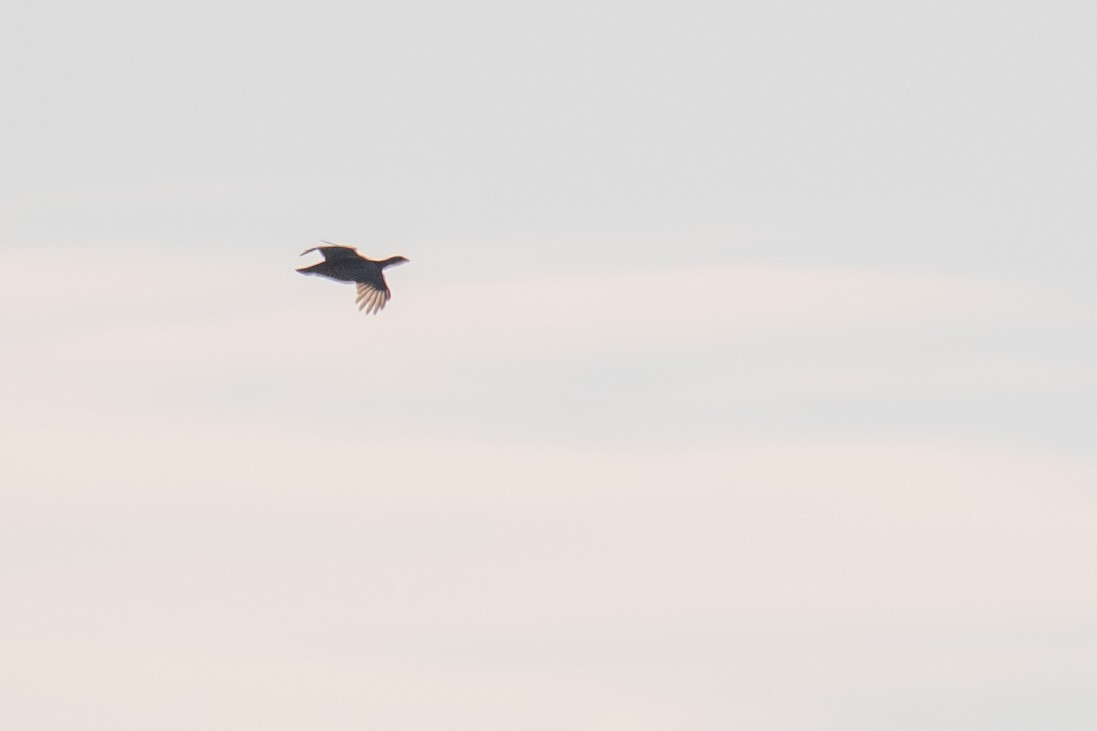 Greater Prairie-Chicken - ML643320710