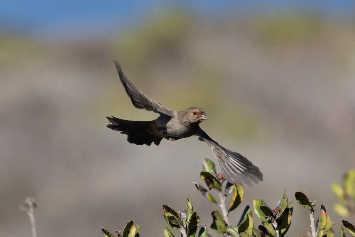 California Towhee - ML643320716