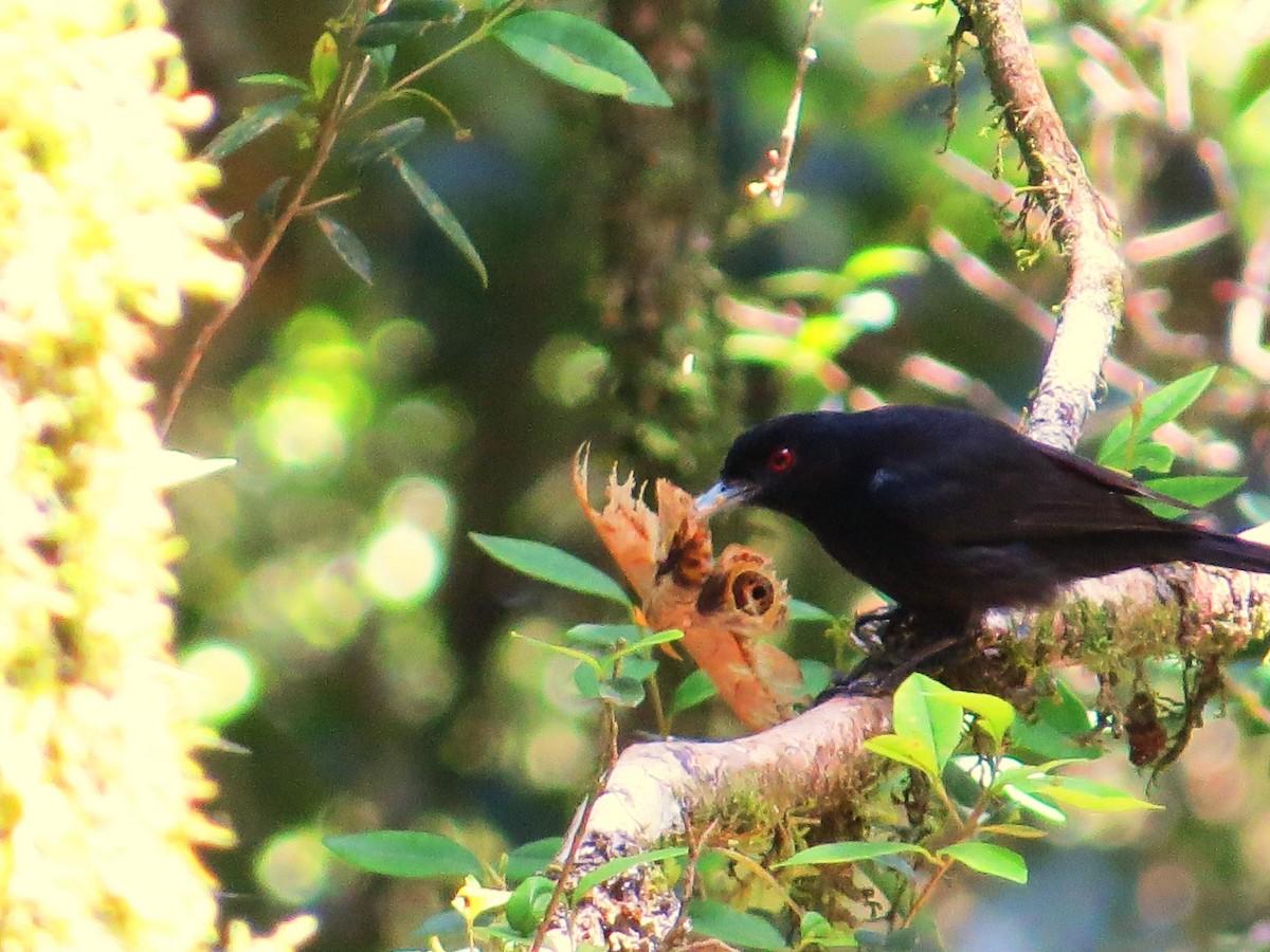 Blue-billed Black-Tyrant - ML643320719
