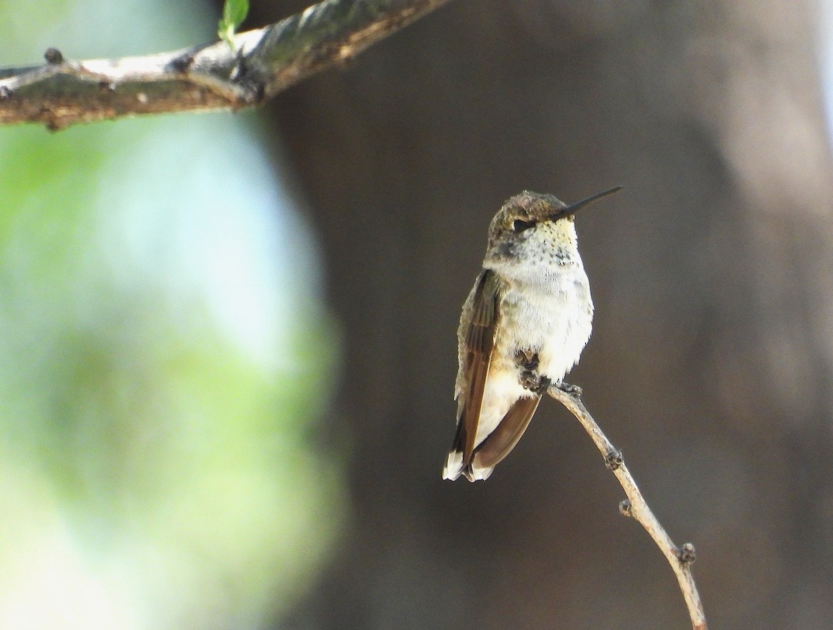 Black-chinned Hummingbird - ML643320730