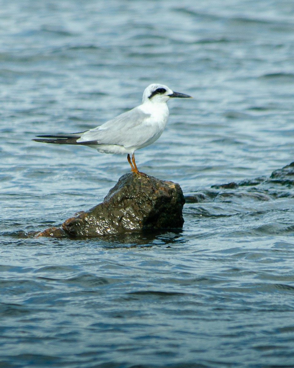 Snowy-crowned Tern - ML643320752