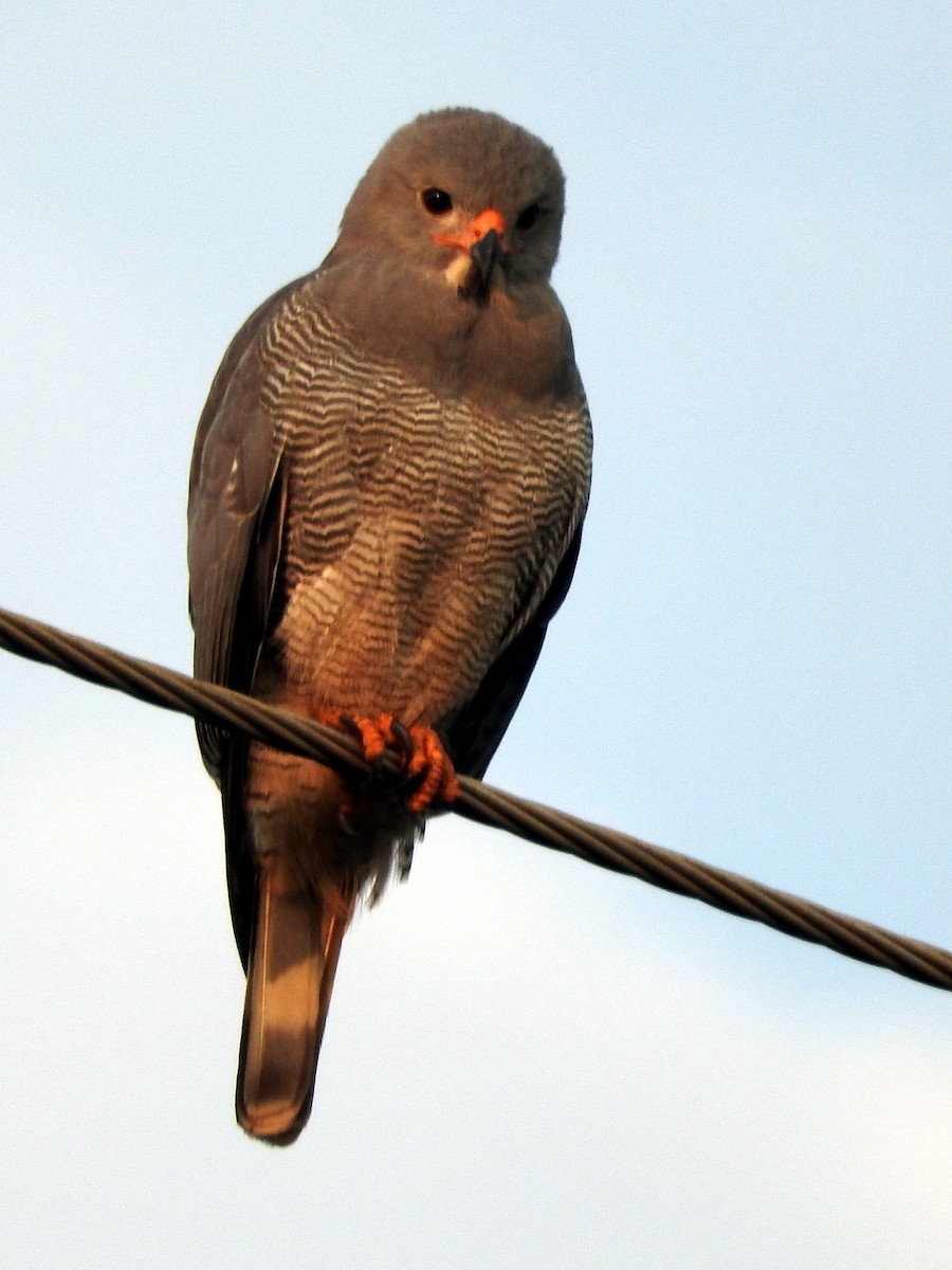 Lizard Buzzard - ML643320754