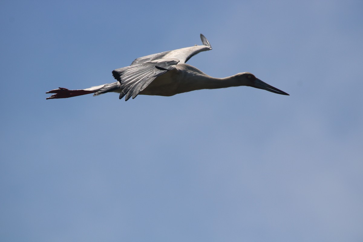 Maguari Stork - ML643320759