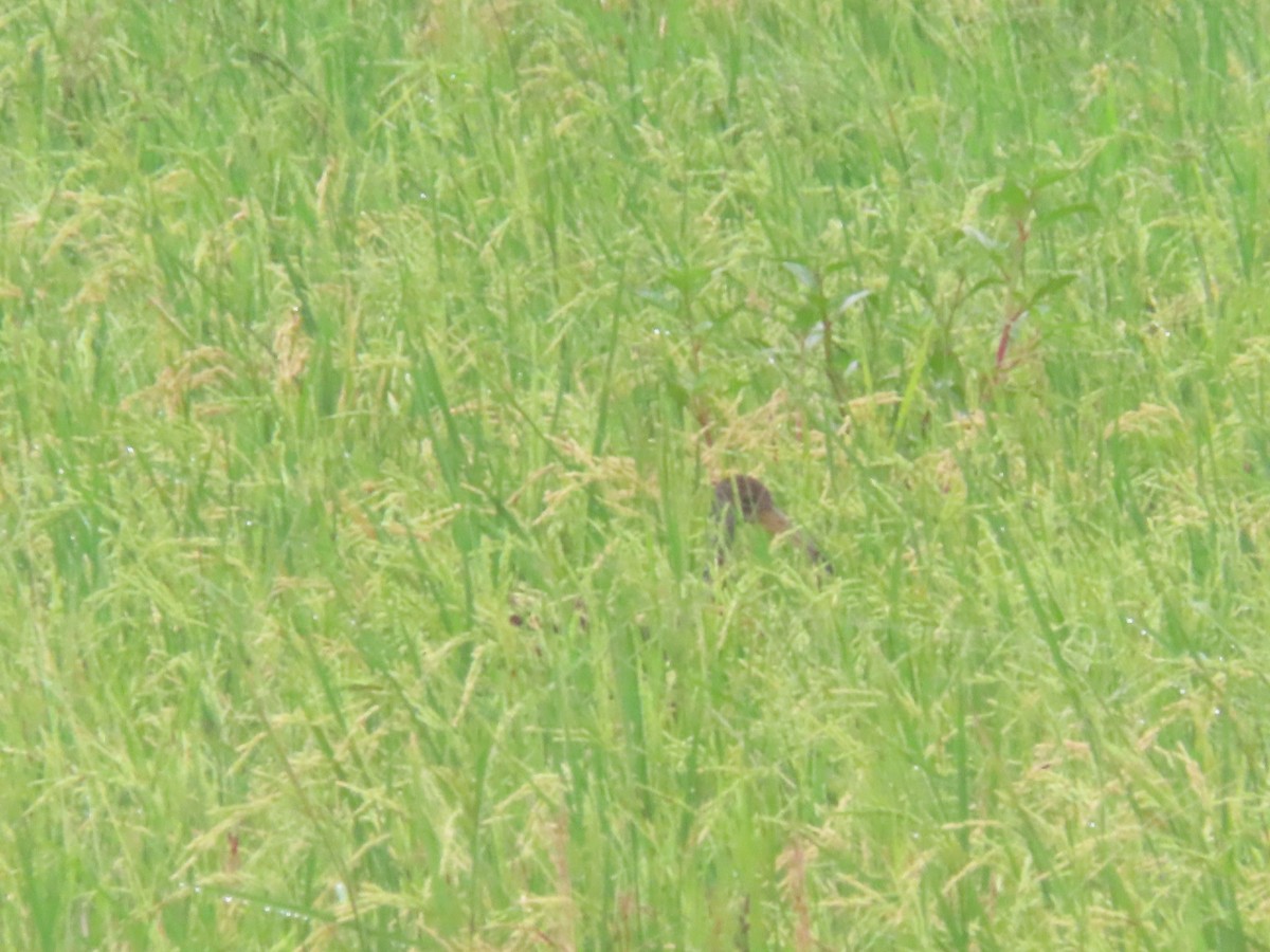 Limpkin - ML643320764