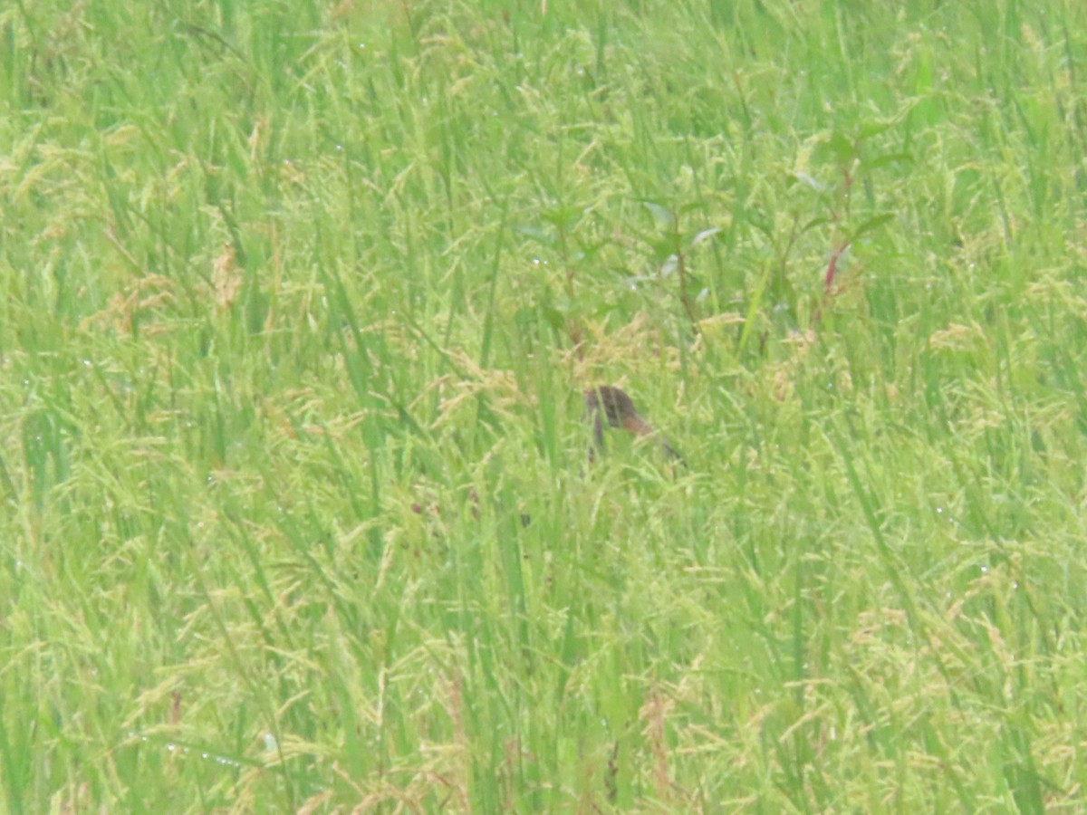 Limpkin - ML643320766