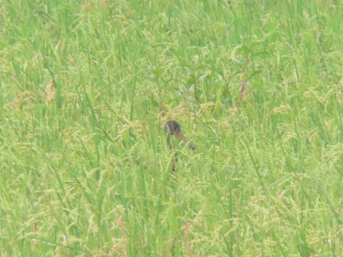 Limpkin - ML643320767