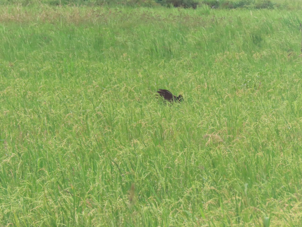 Limpkin - ML643320769