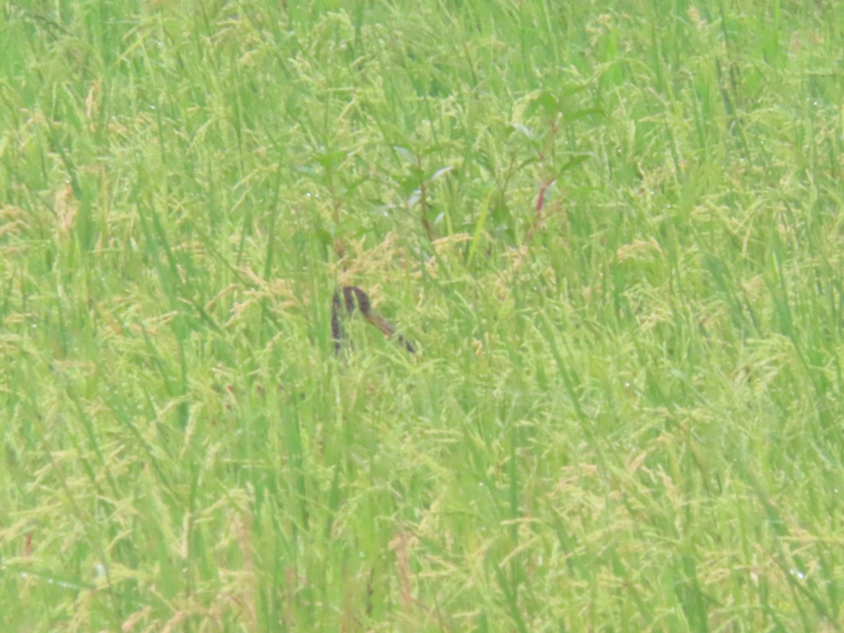 Limpkin - ML643320779