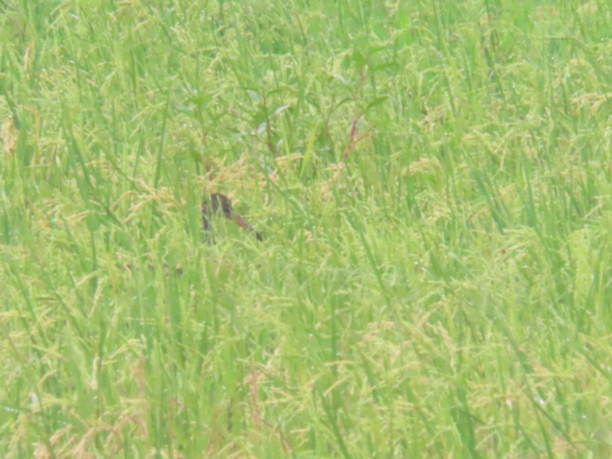 Limpkin - ML643320781