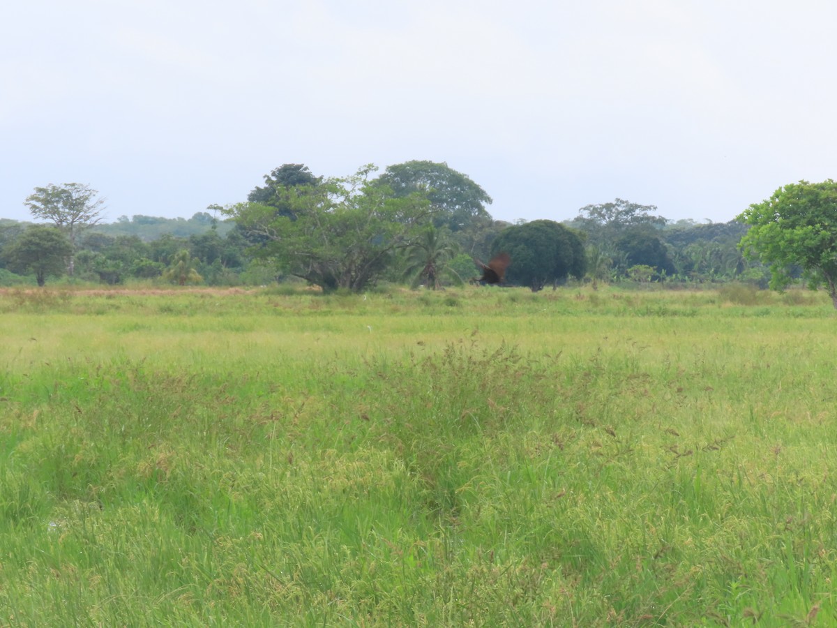 Limpkin - ML643320782