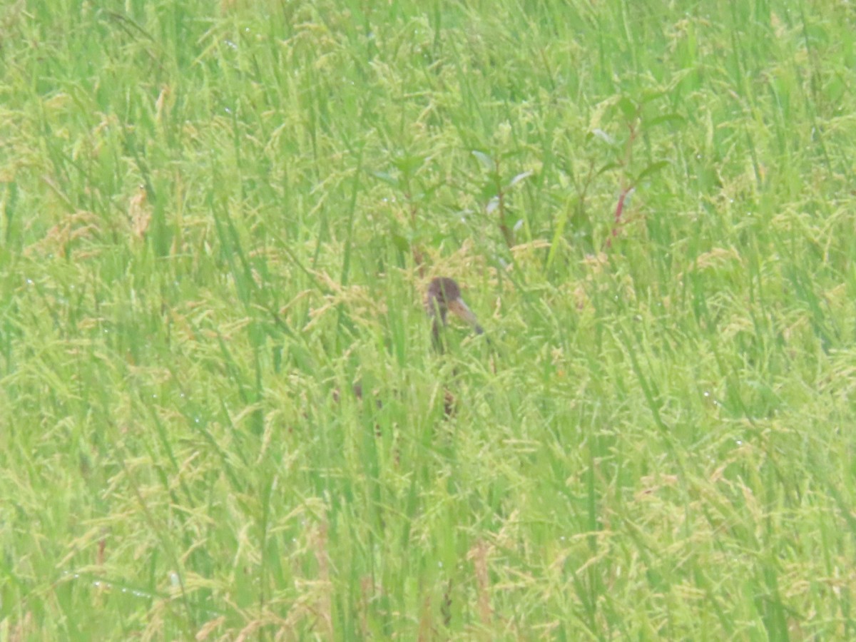 Limpkin - ML643320783