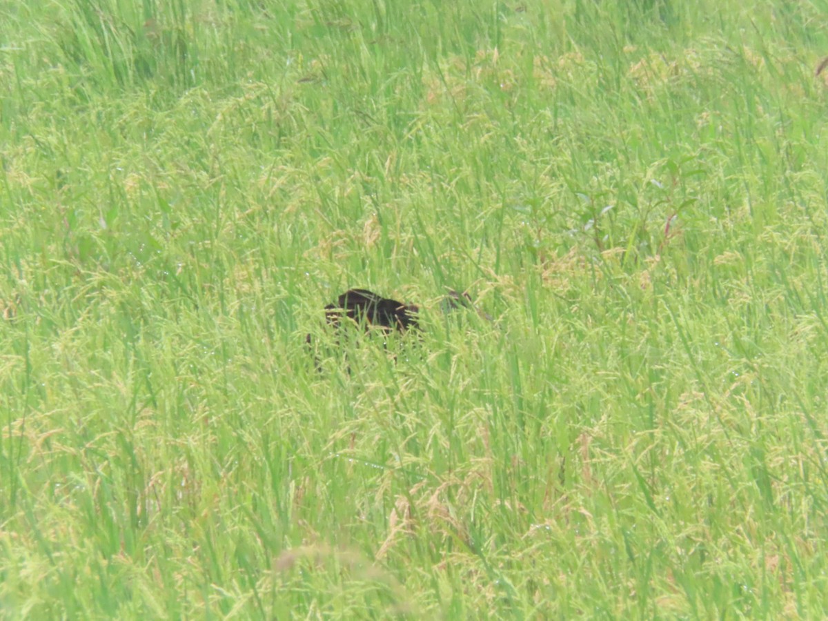 Limpkin - ML643320784